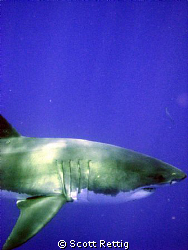 My buddy, the Great White Shark.. Isla Guadalupe.        ... by Scott Rettig 